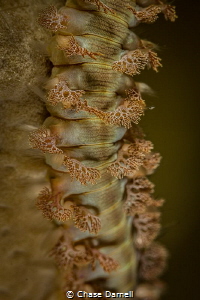 "Vertebrae" 
The details that these little guys contain ... by Chase Darnell 